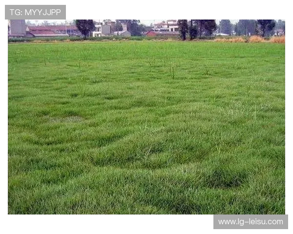 巴黎圣日耳曼主场草皮升级，采用混合草技术